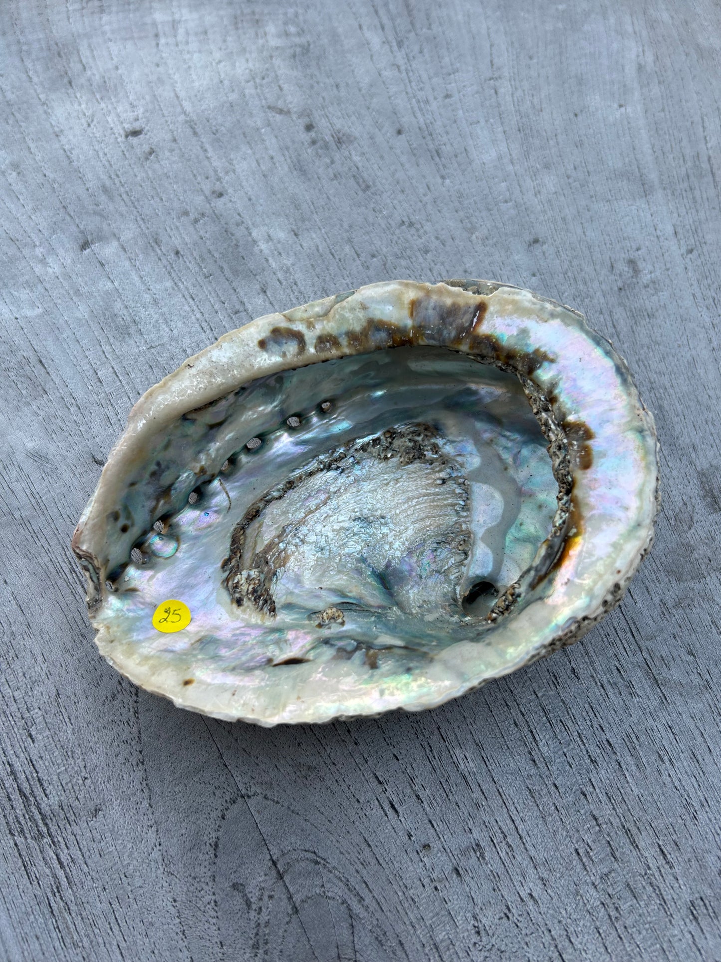 Abalone porte encens