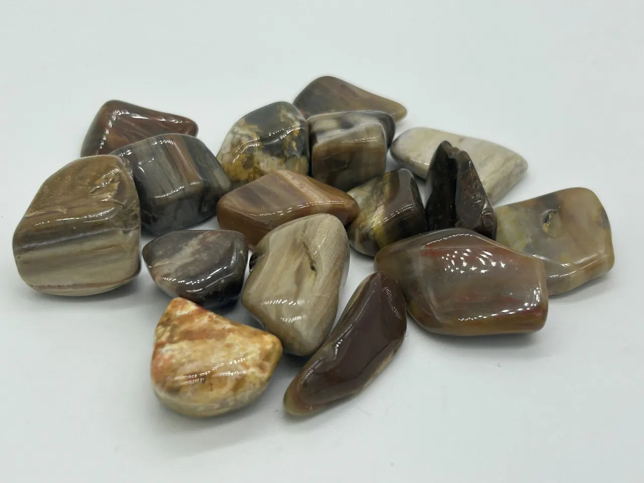 Bois fossile