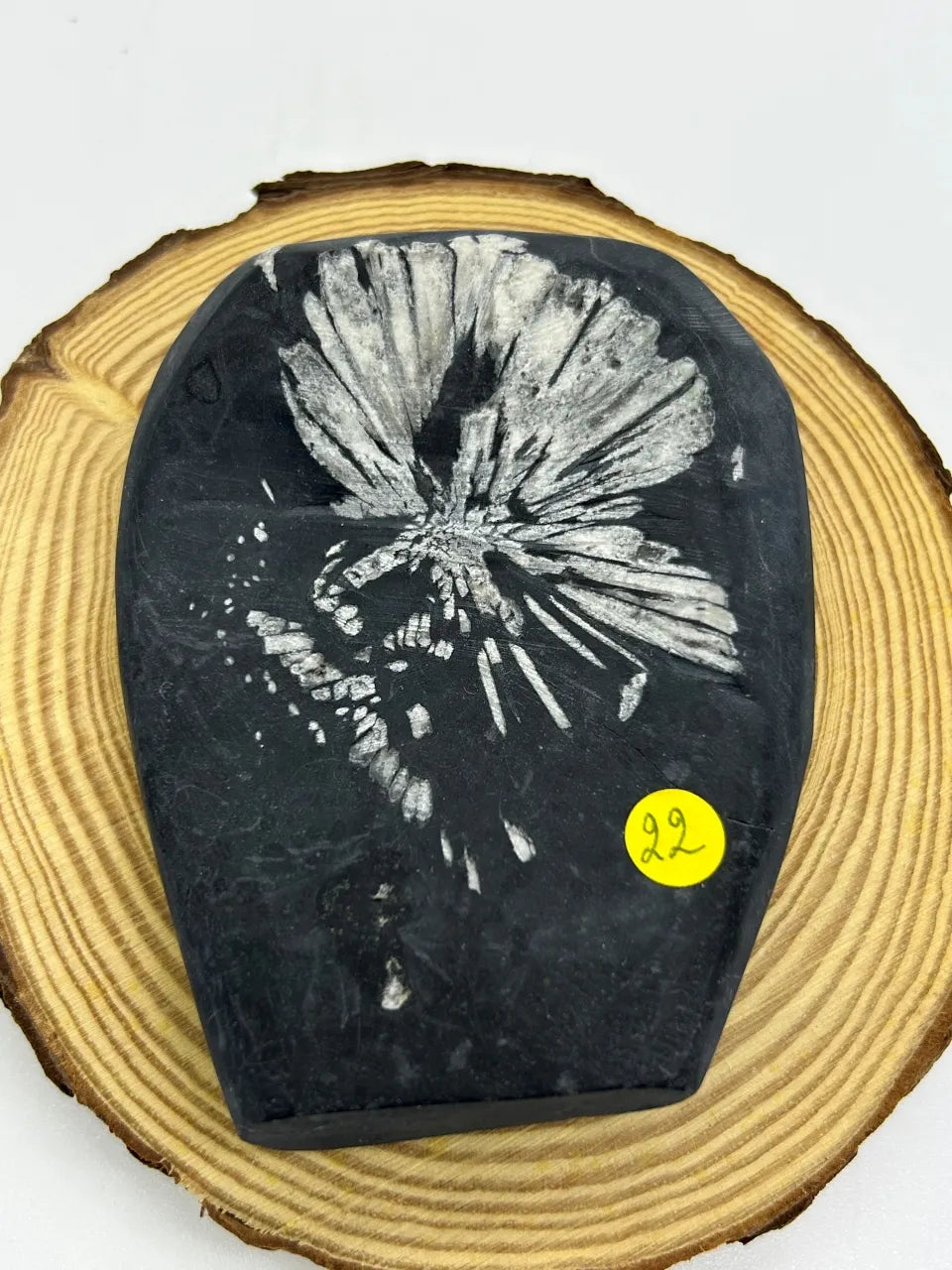 Pierre de Chrysanthème