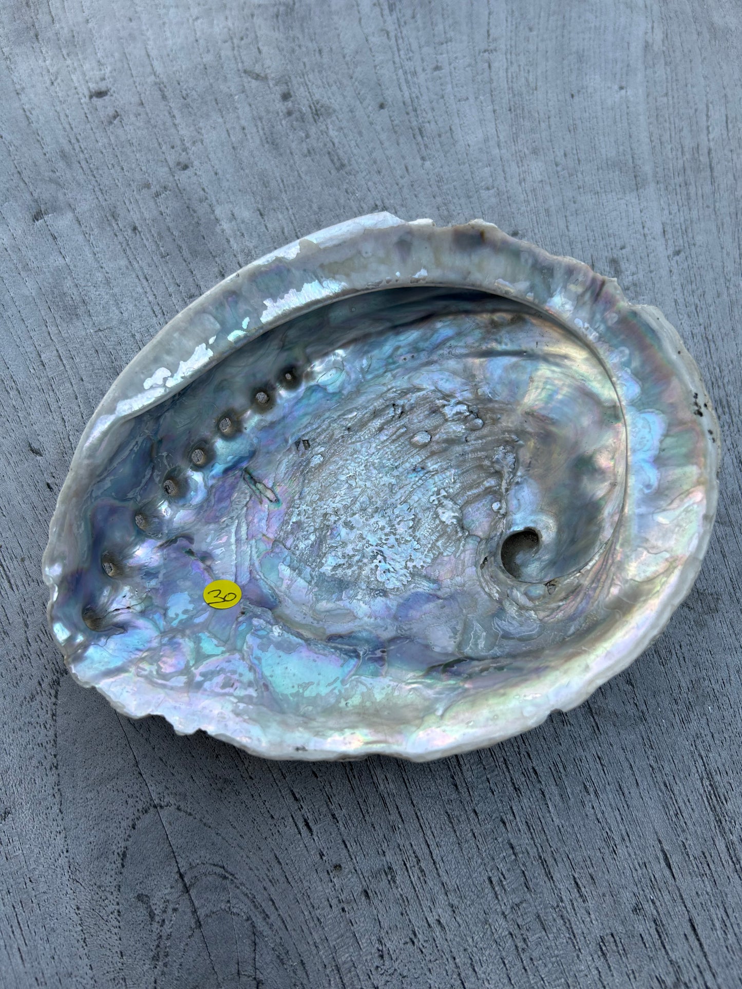 Abalone porte encens