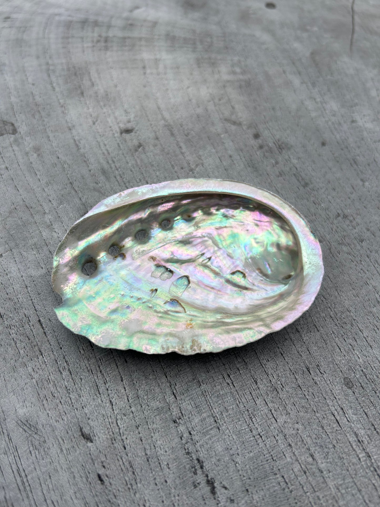 Abalone porte encens